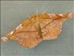 1910 (70.231) Lilac Beauty
